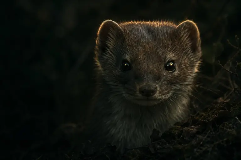 Illustration of a weasel